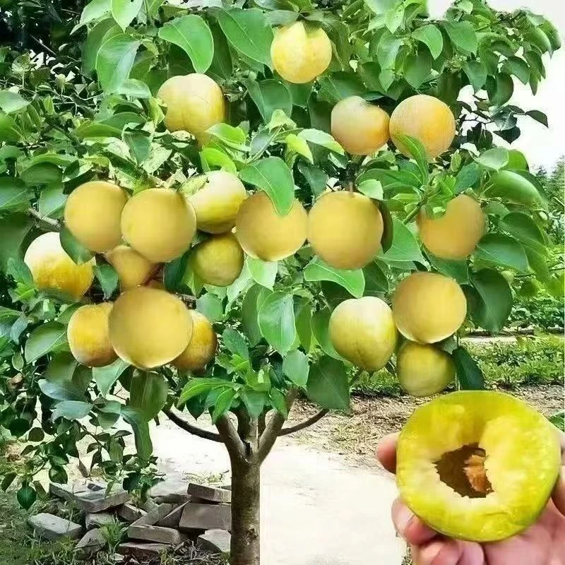 嫁接李子果树苗蜂糖李子果苗