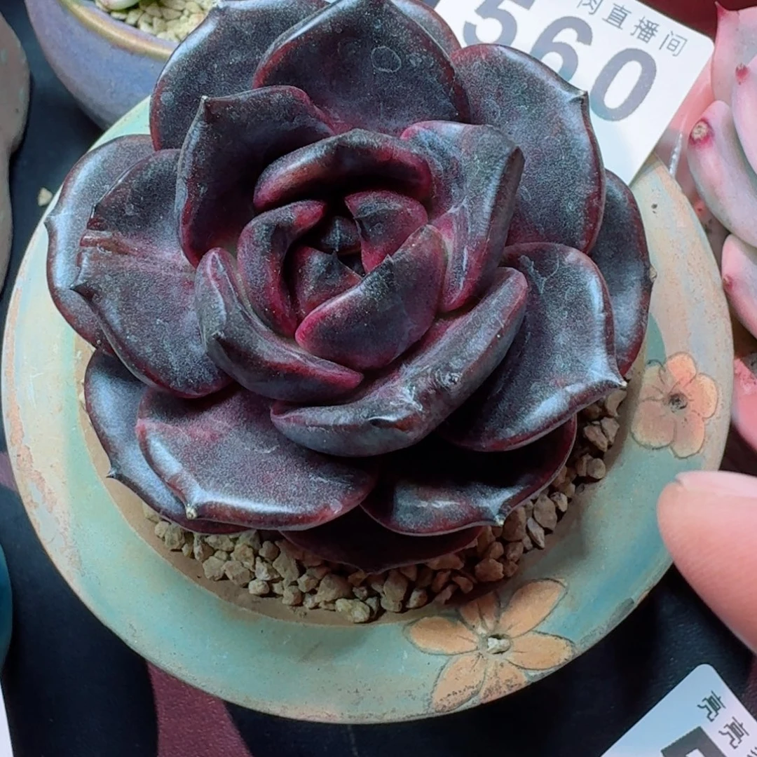 黑桃ka      愿你一路坦途，乘风破浪展宏图