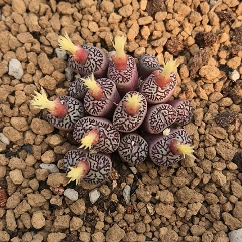 多肉肉锥 14头 优选714墨小锥