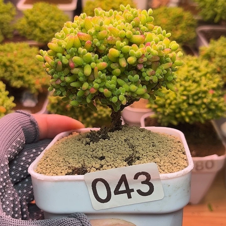 无花朵043蜜桔糖球