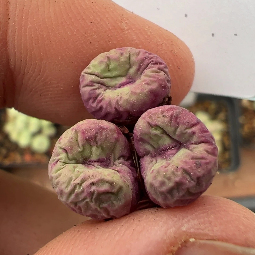 佛***怀19-89肉锥多肉植物