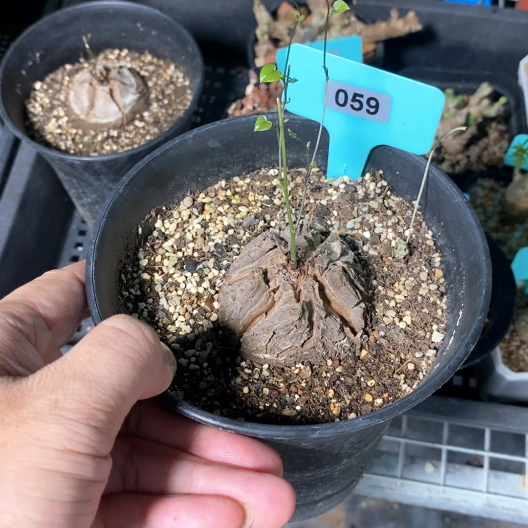龟甲龙多肉植物一个