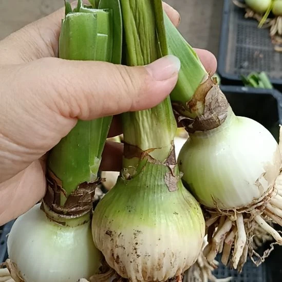 无花朵爱神4+发一个