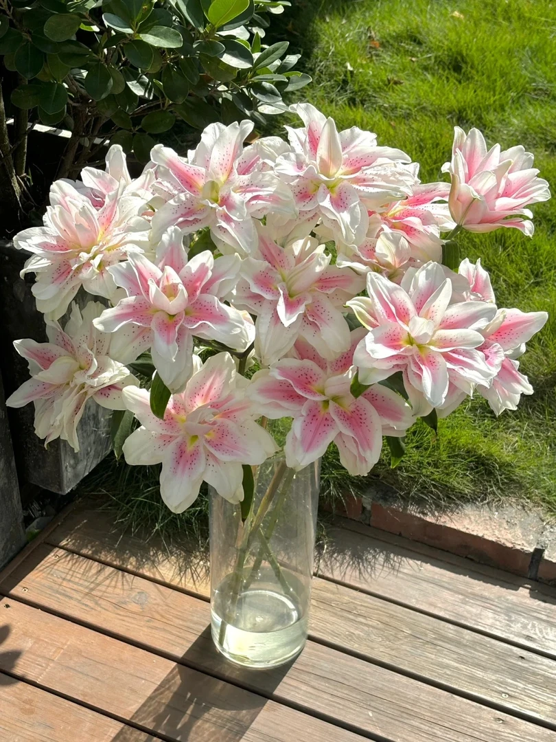 【花汀私享】火星之恋-4头重瓣百合（注意带包装醒花哦~）