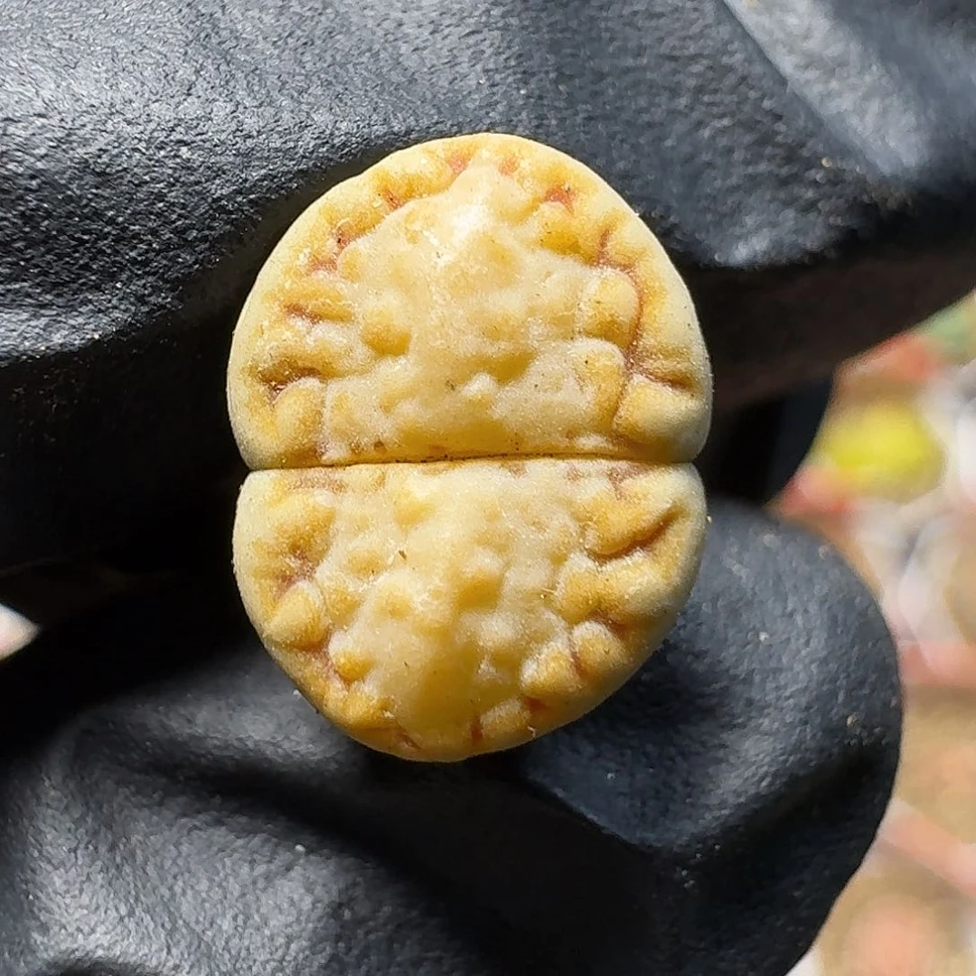 生石花等1种1111。   151