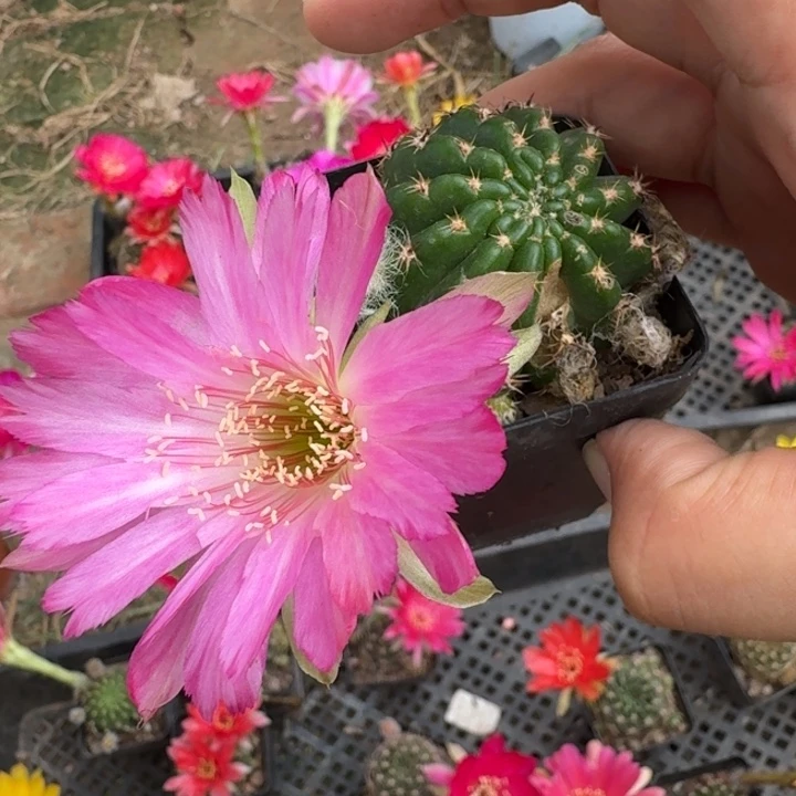 231丽花根掰花脱土发货瘦软伤