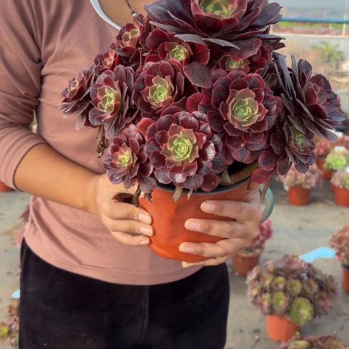 瑞妈多肉植物055凤冠