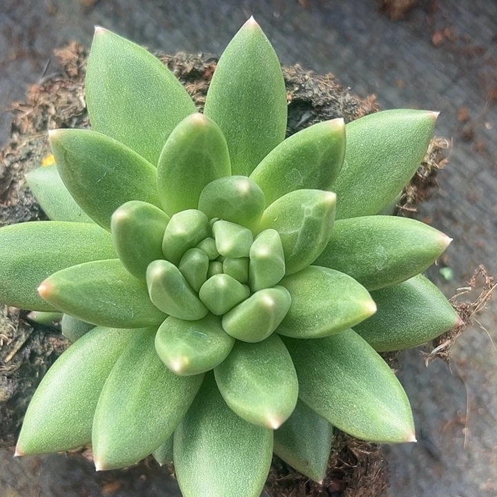 胖布丁美人特价美人