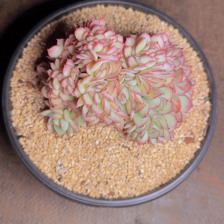 六*六七寄养1111111111111