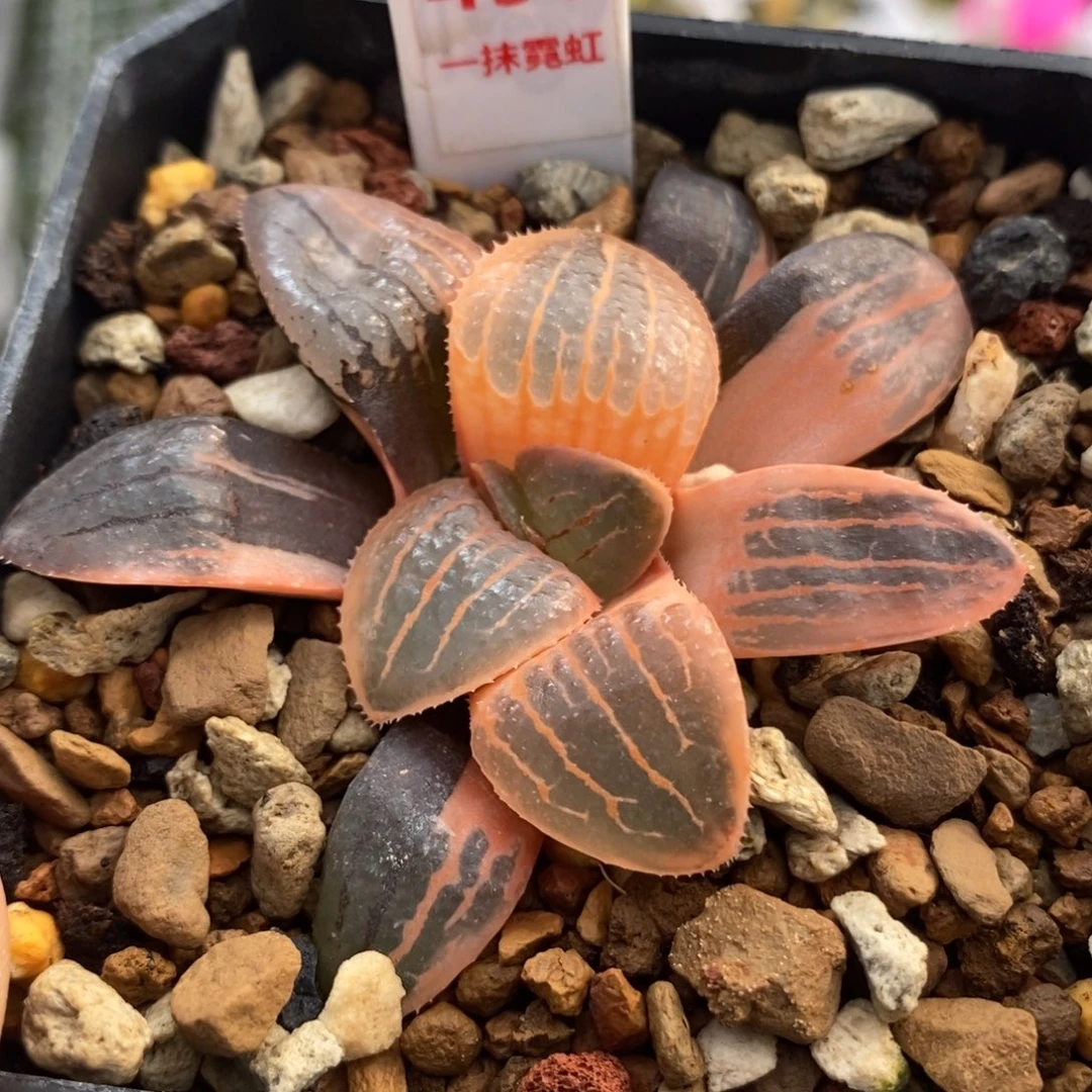 458糊斑亲脂姬锦一物一拍