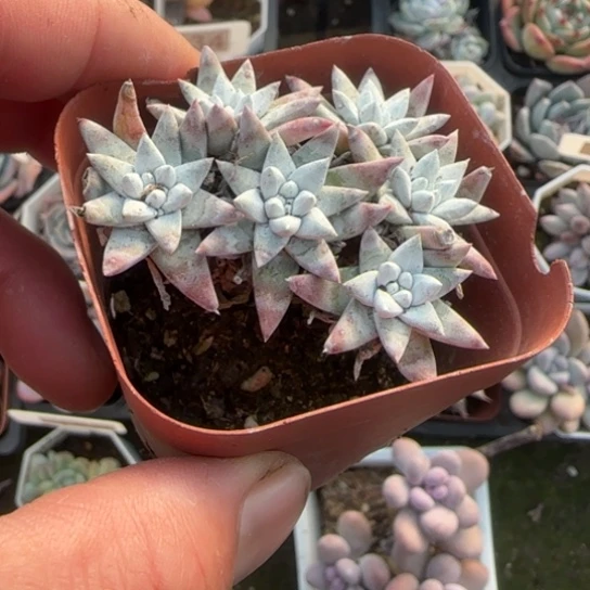 209白菊多肉植物多