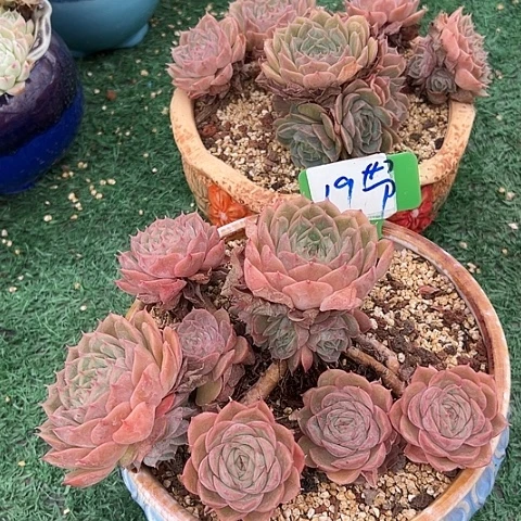 19安丝带盆一个多肉