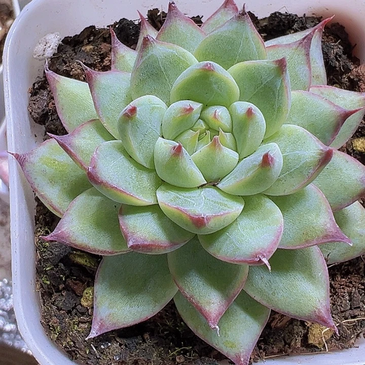 梦瑶19包多肉植物