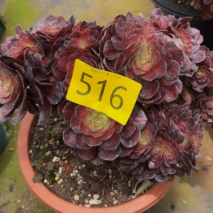 小****绣多肉植物福利来516