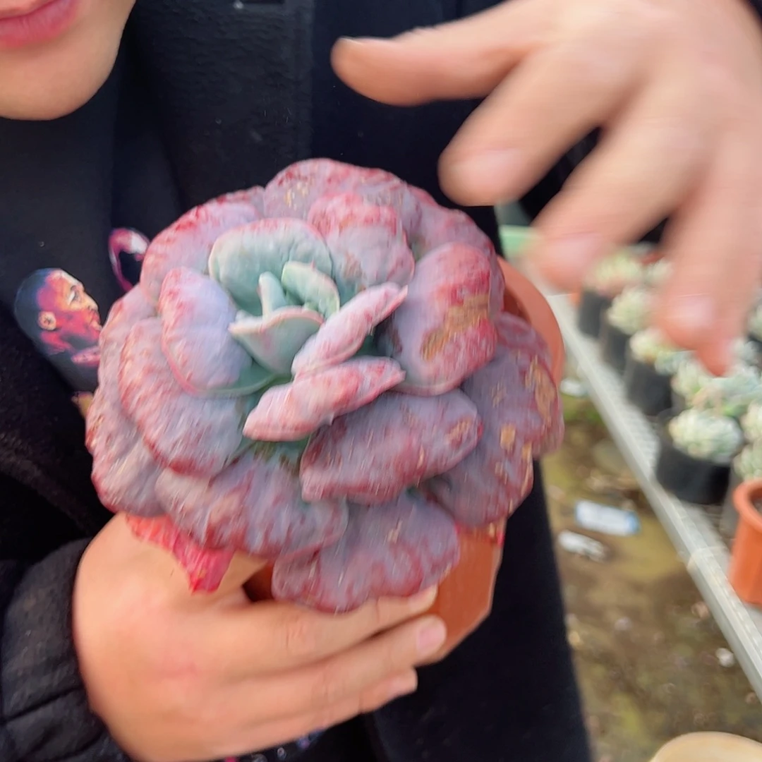 新之月大单头精控多肉