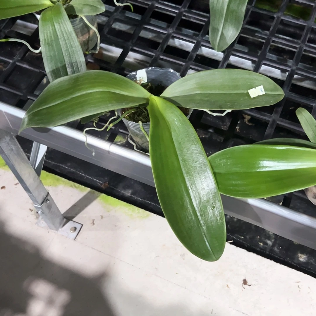 星***月不开花植物蝴蝶兰3.5