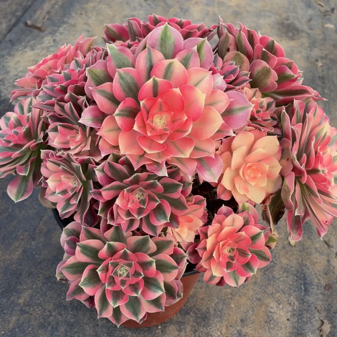 852粉女巫精品法师多肉