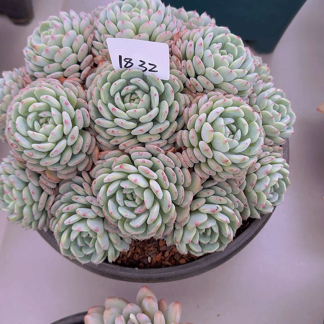 水*蓝1832白胖子多肉植物