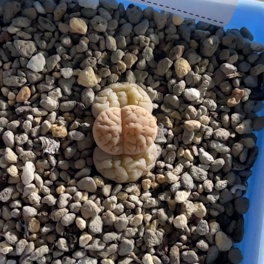 3567球体凹凸1890。