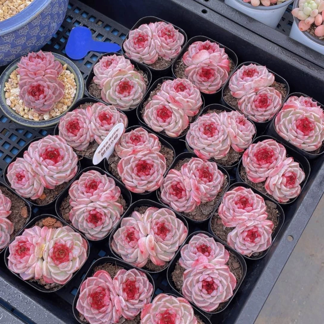 量拍9号红丝绒糖心天鹅绒双头一个