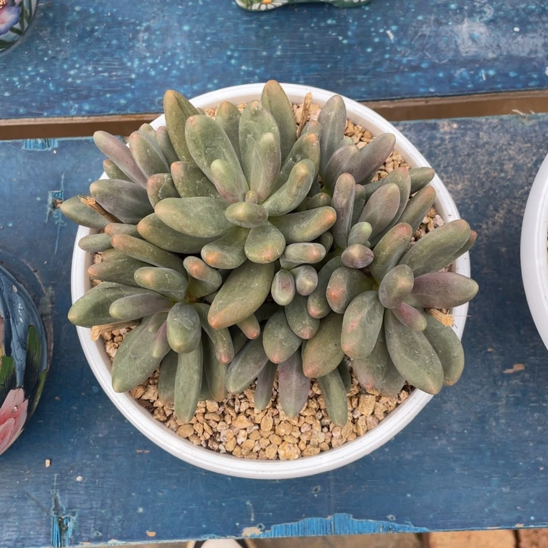糖果一物一拍中通快递