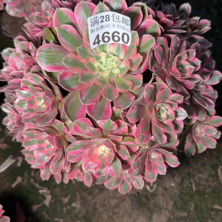 4660女妖多肉植物