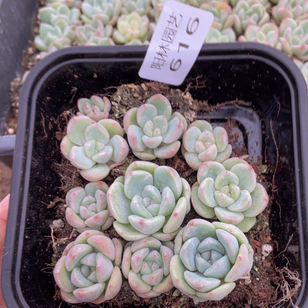 多肉植物多肉植物616
