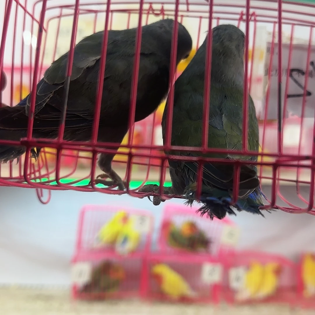 A***威桃脸牡丹鹦鹉一物一拍