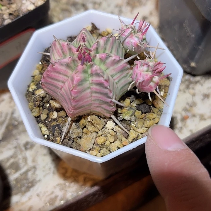 满38包邮2天凑单，脱土晾根发货多肉植物斑马锦