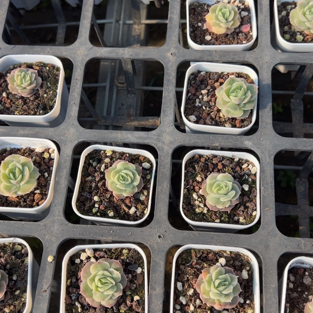 水晶虾饺2cm到手1颗量拍多肉满18元包邮下午发