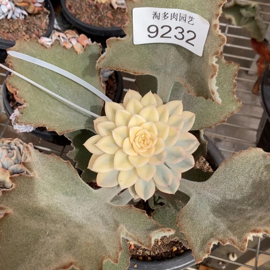 月亮仙子多肉植物9232