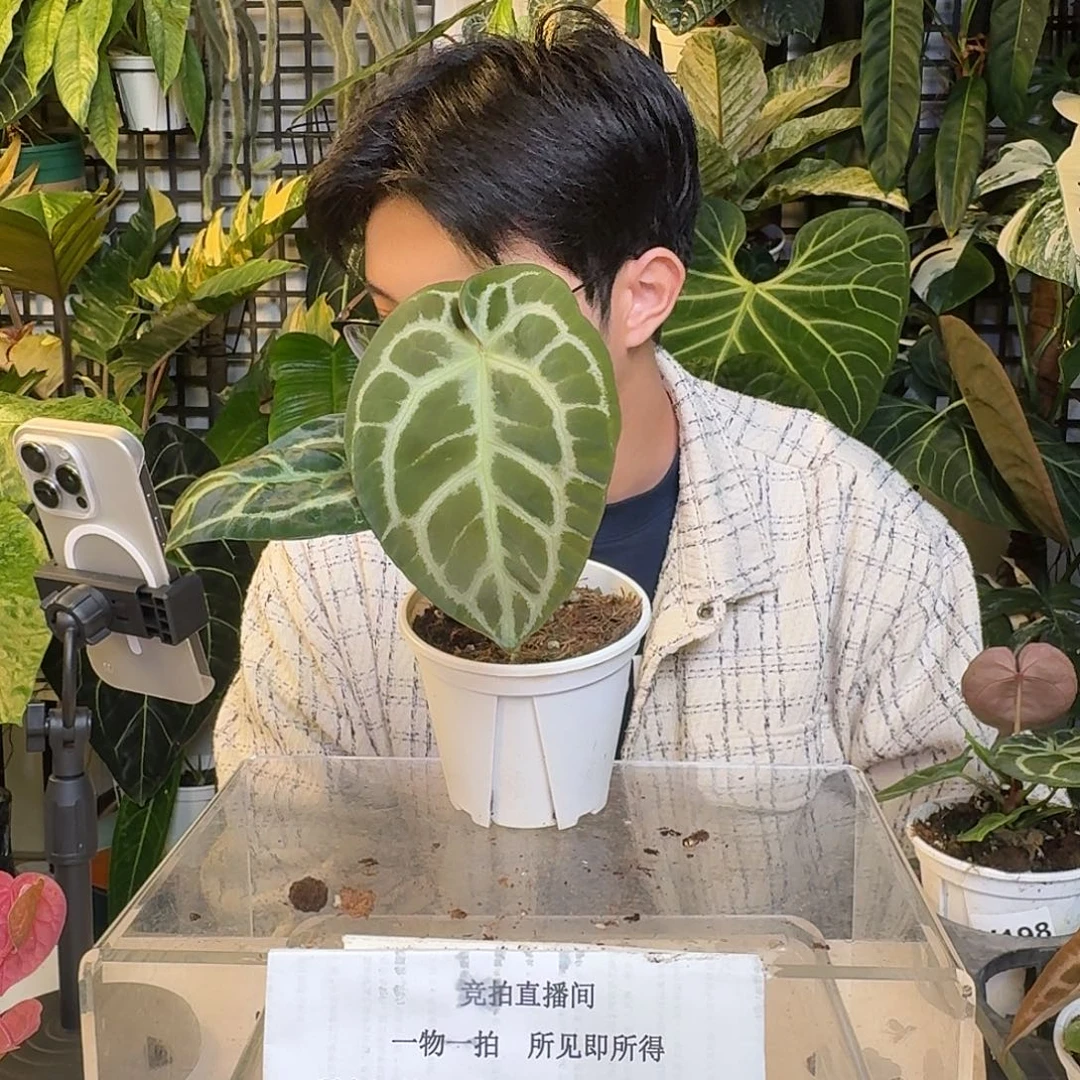 完全开放X51skg银杂铜锣烧