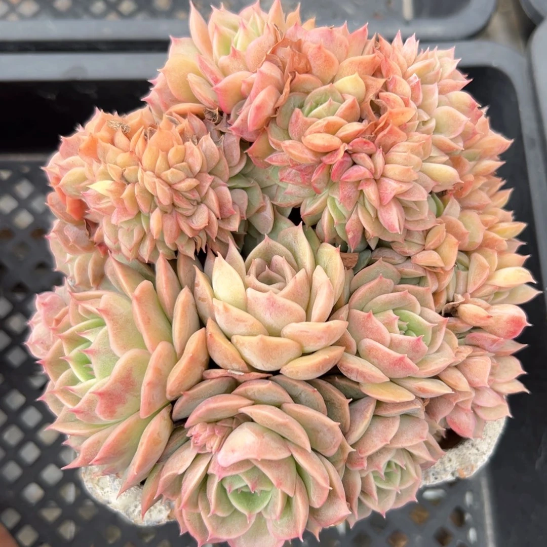 昂斯洛缀（满38包邮）多肉