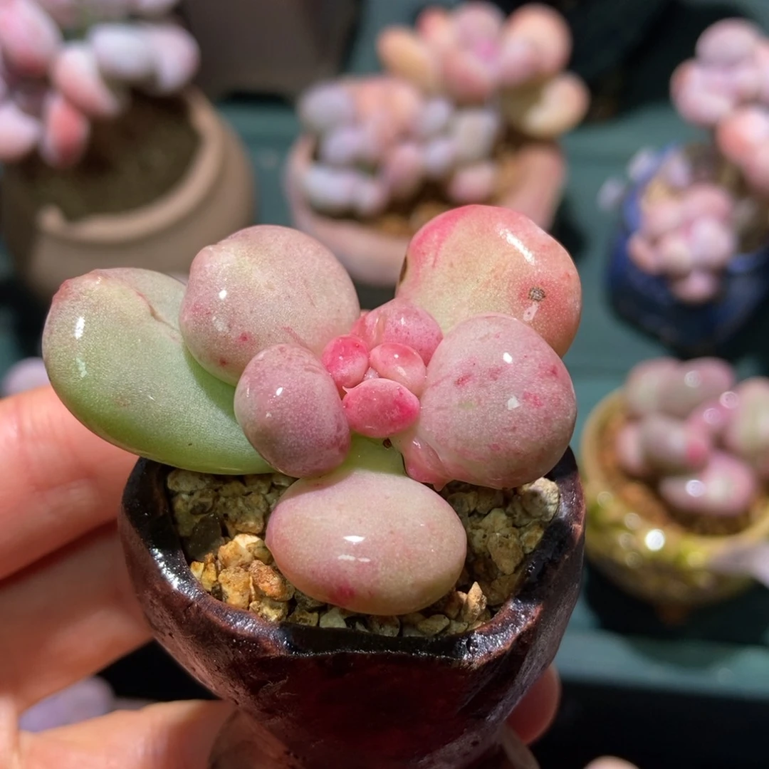 安暖油煎丸子带盆专拍