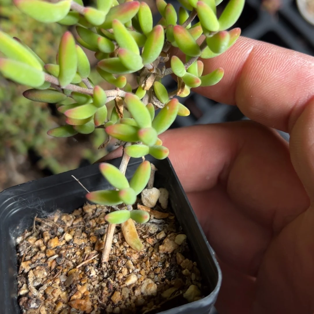 香蕉55杯老桩福利