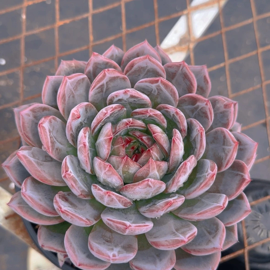 【闪购商品】母本大红鸾39.9