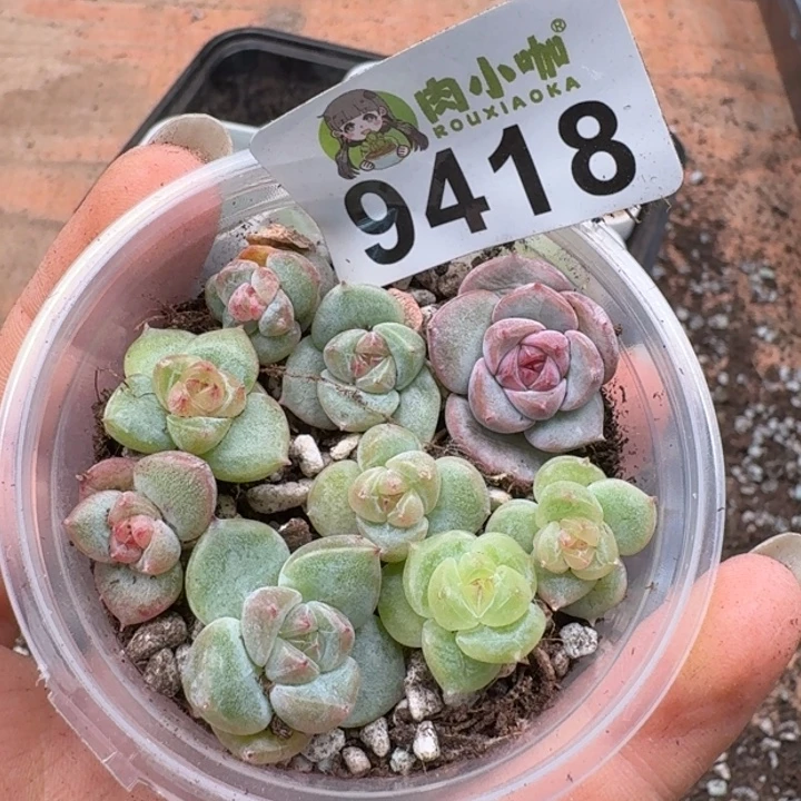 *****多肉植物多肉植物