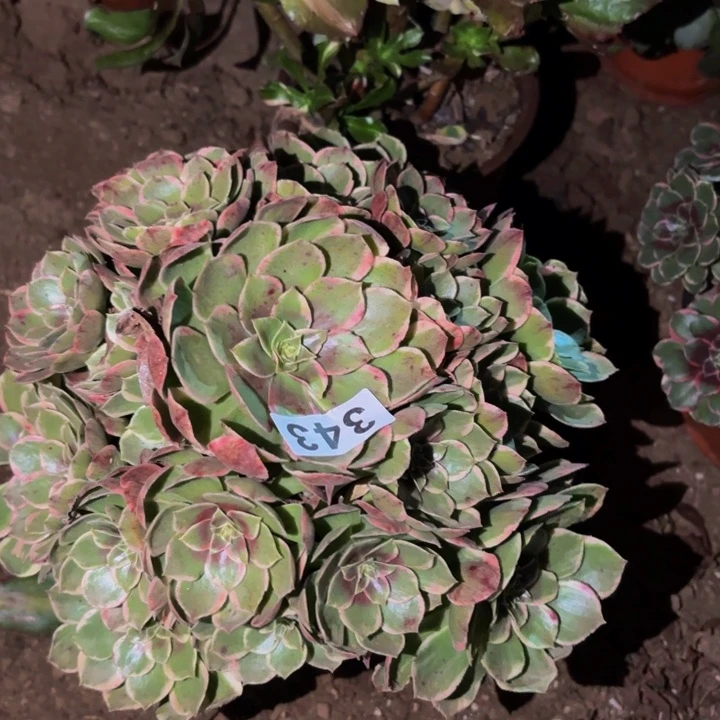 343孔雀翎多肉植物不售后