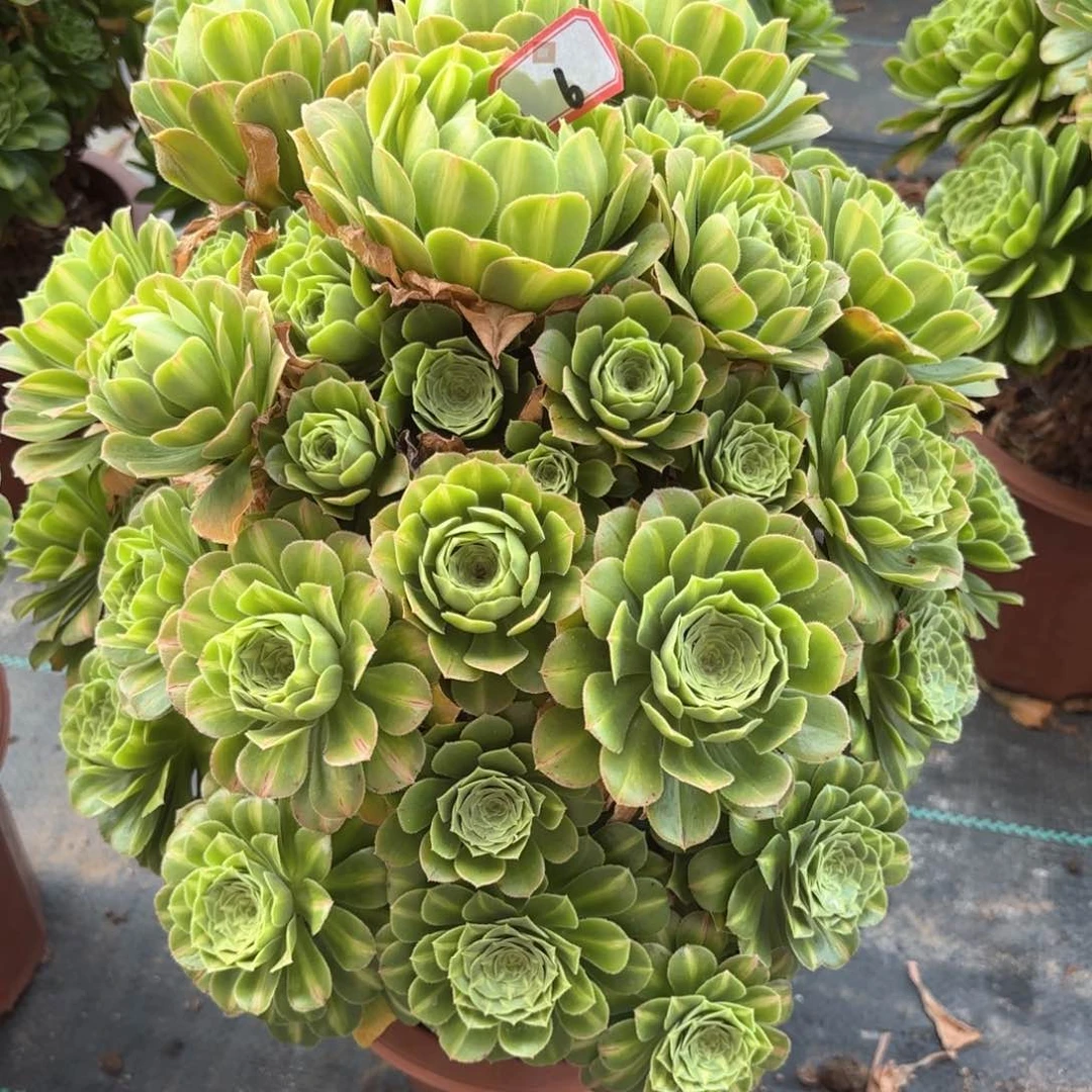 无花朵6翡翠琉璃多肉植物绿植