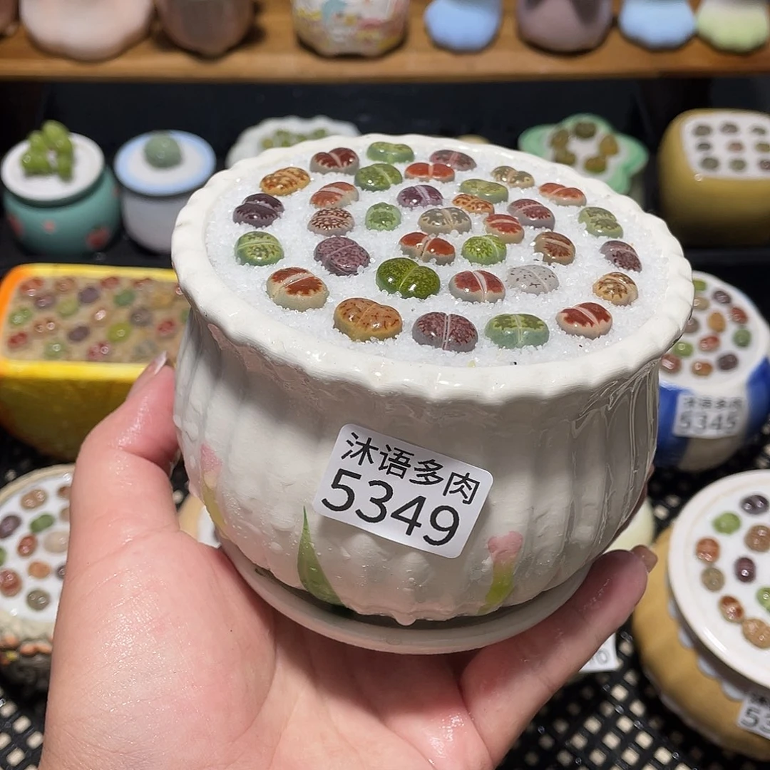 带盆土植物 一物一拍