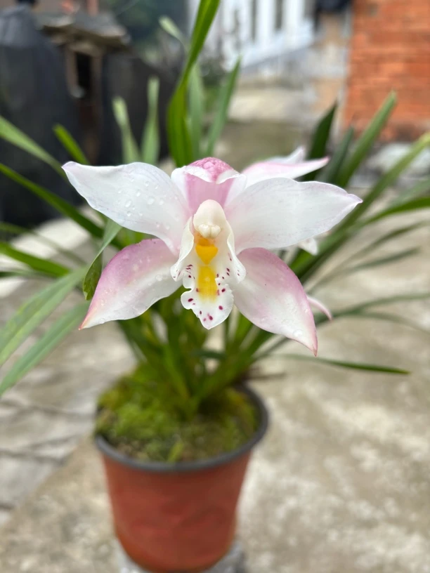 独占春粉色浓香型花卉好养适合阳台庭院