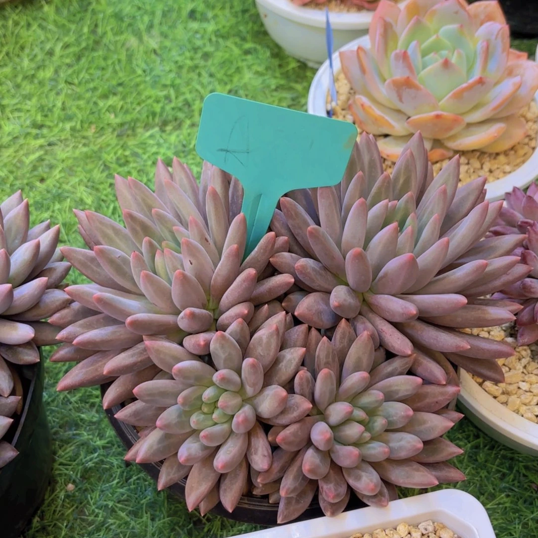 *****云南金致家精品多肉