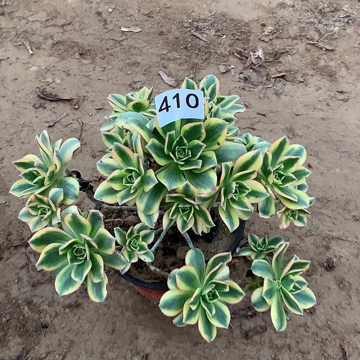 无花朵410星爆南