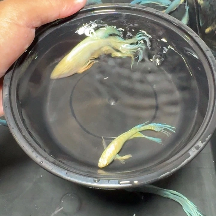 斗鱼直播间对图白蛇30