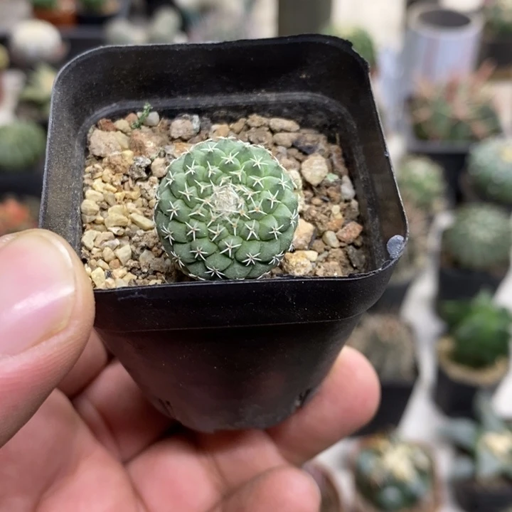 实生菊水特价福利