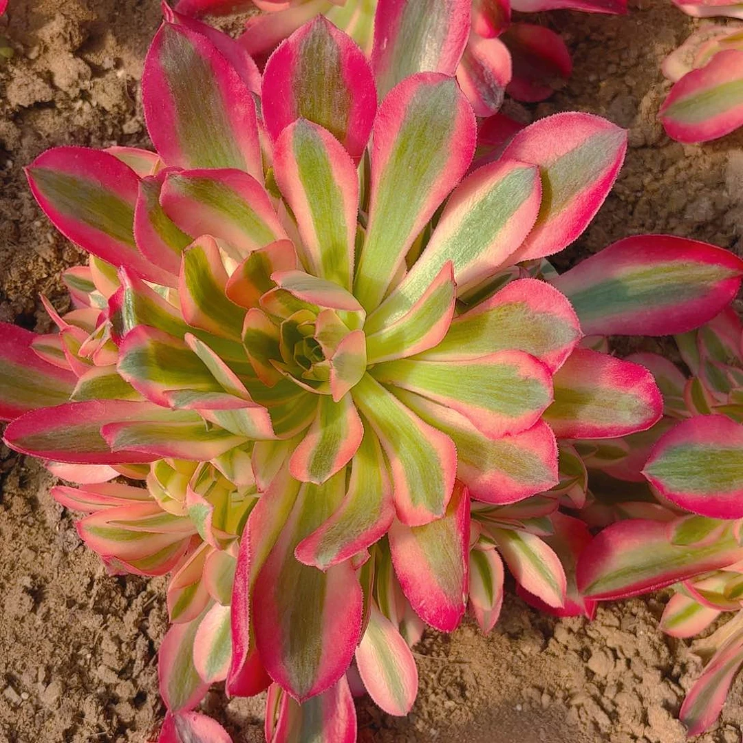 粉女巫手捧多肉植物