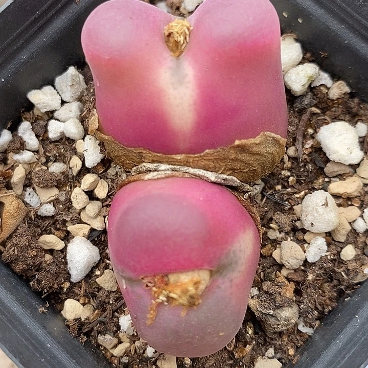 445一颗大双头。