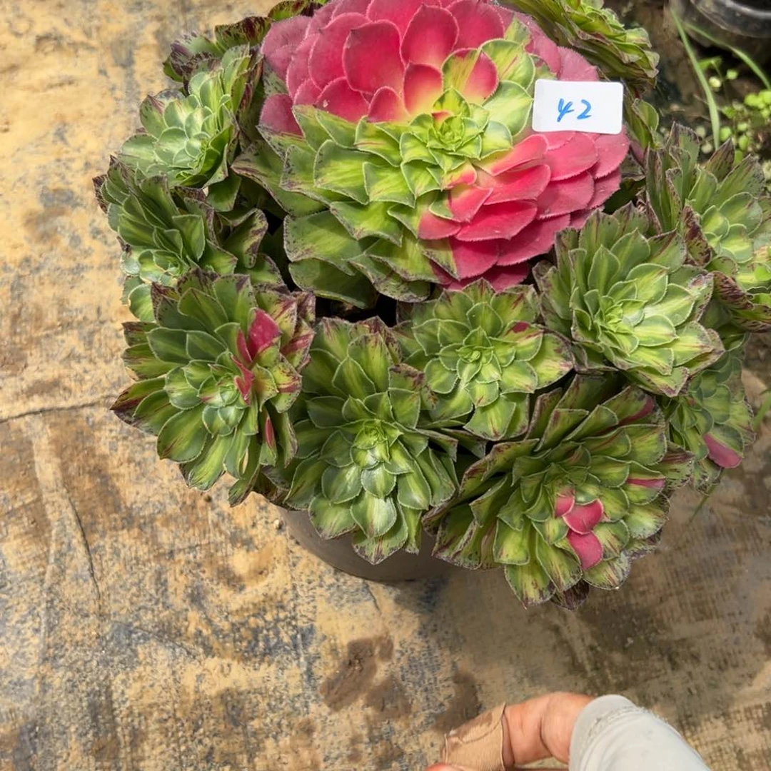 42知否多肉植物系