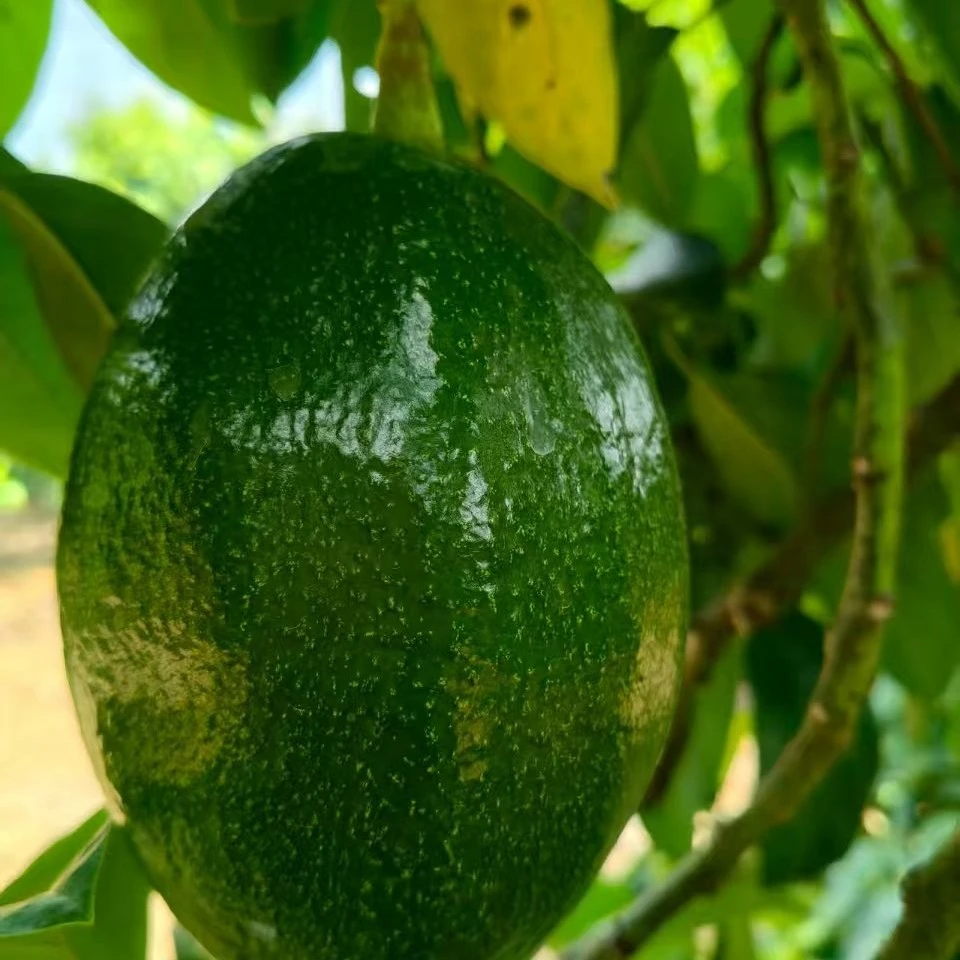 广西牛油果椭圆形圆形新鲜当季水果适合宝宝辅食