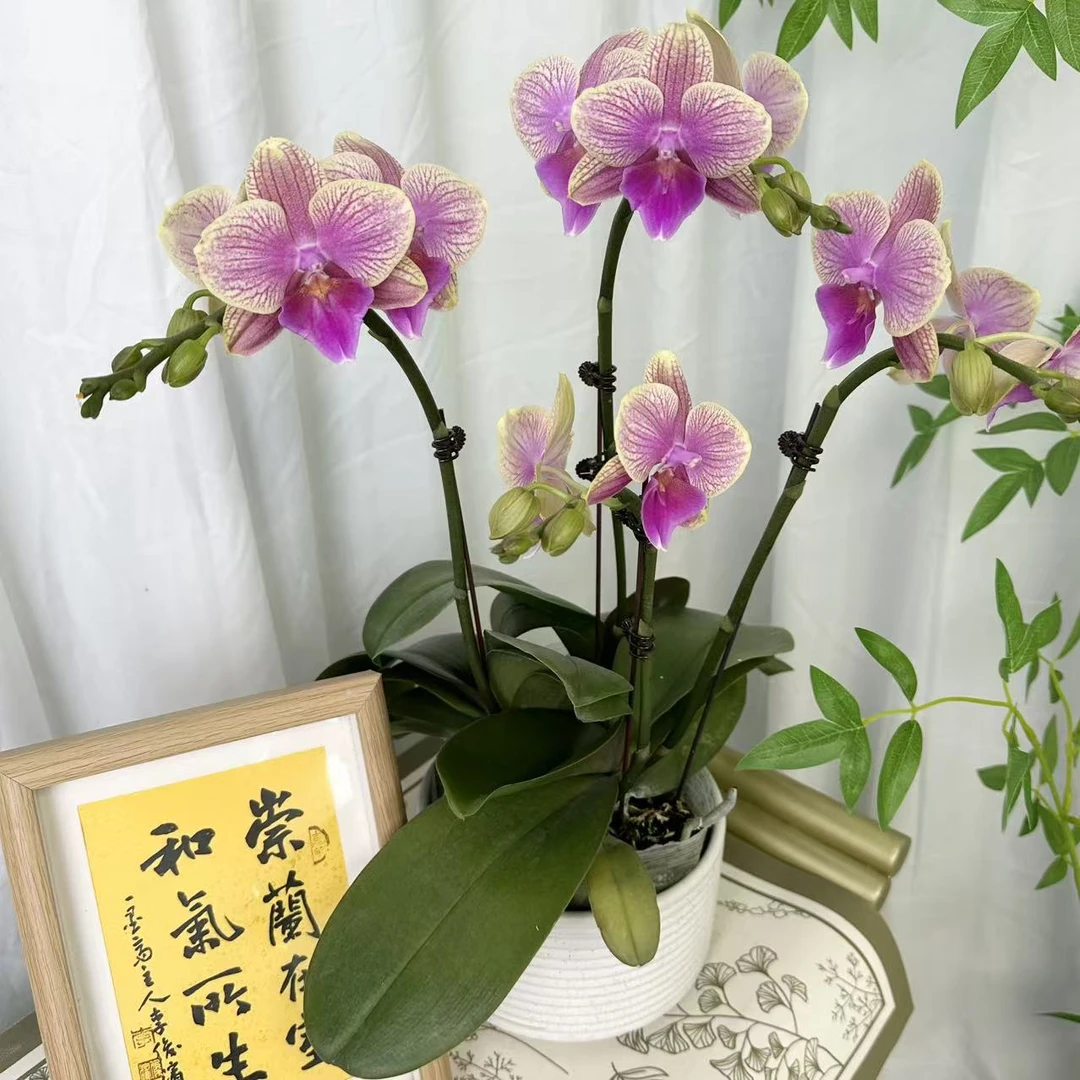 A8【梦幻之恋】淡香.精品蝴蝶兰.源头基地.送礼兰花.年花